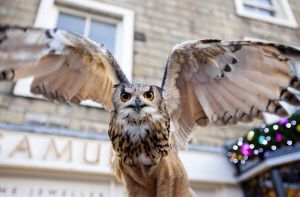 owl skipton flight 1 sm.jpg